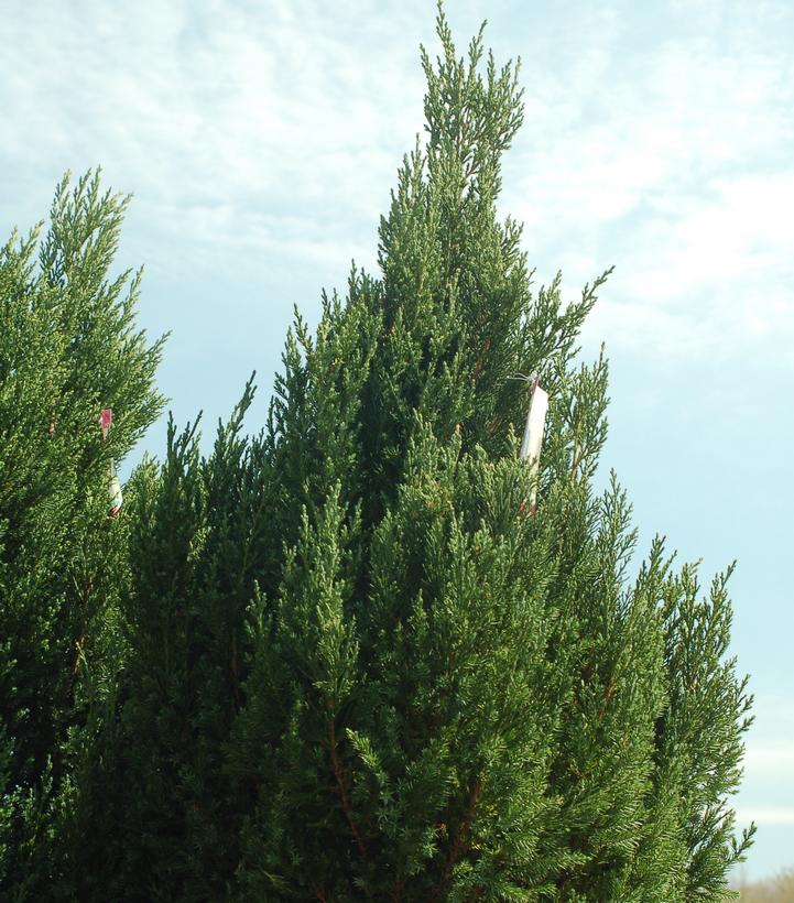 Juniperus chinensis Blue Point