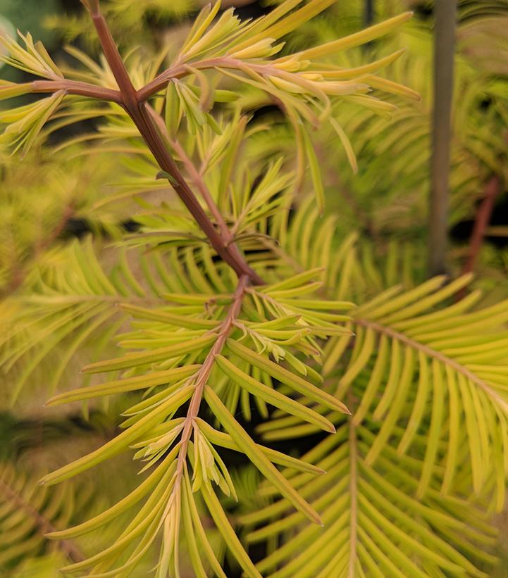 Metasequoia glypto. Amber Glow™
