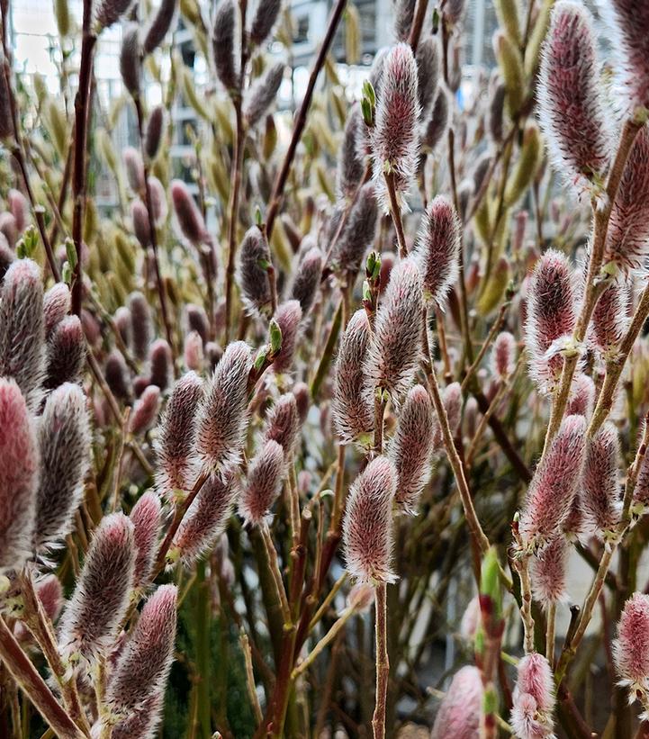 Salix gracilistyla 'Mt. Aso'