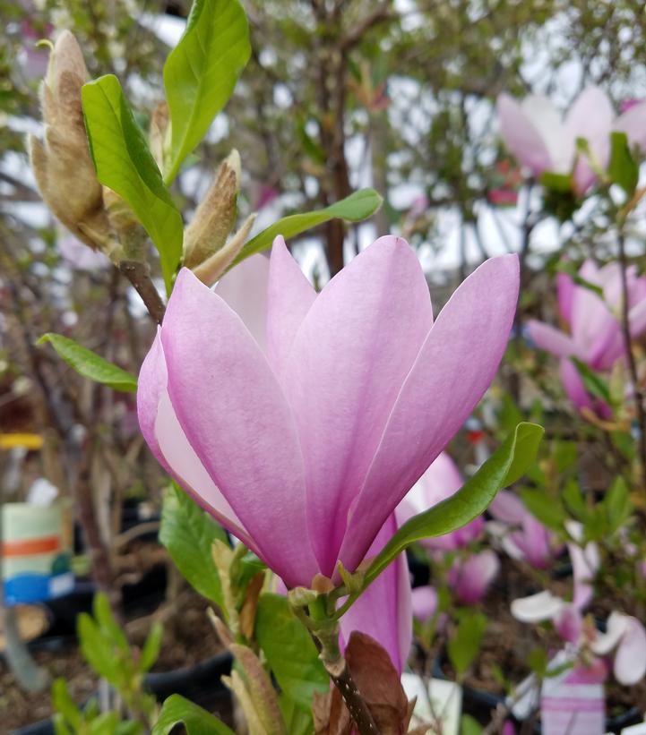 Magnolia liliiflora Jane
