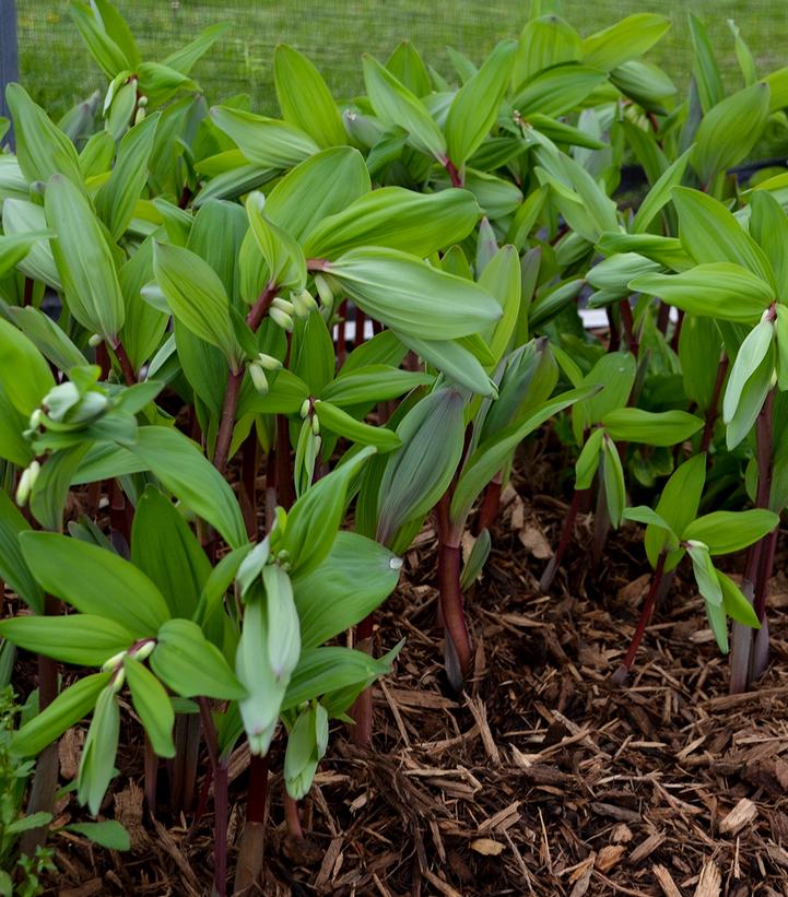 Polygonatum odoratum 'Ruby Slippers'