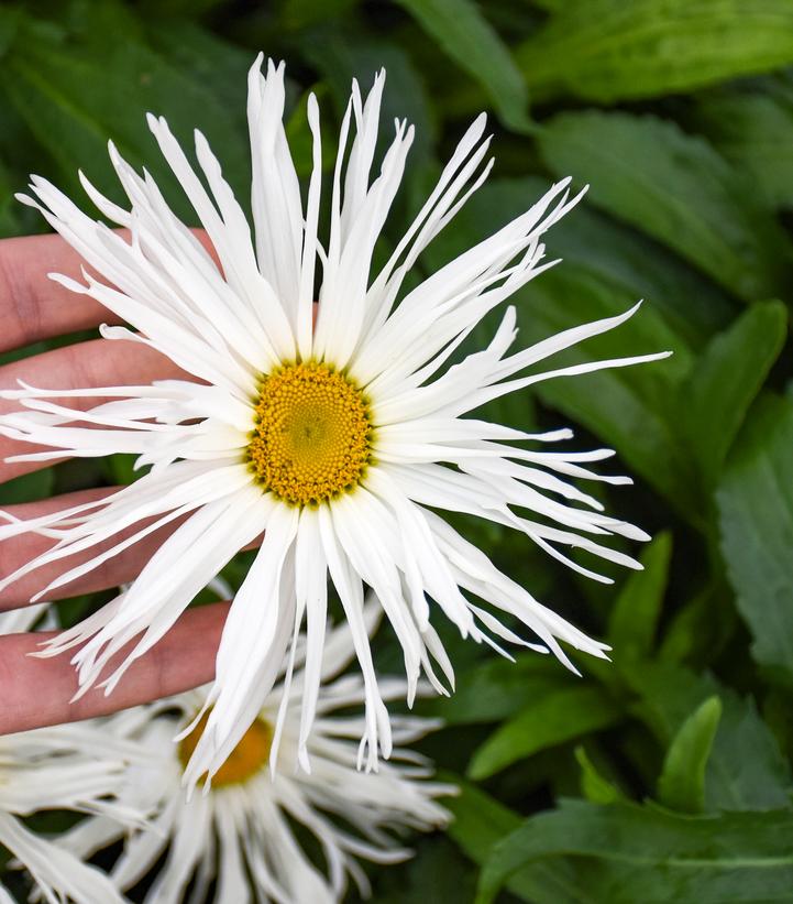 Leucanthemum Amazing Daisies® 'Spun Silk'