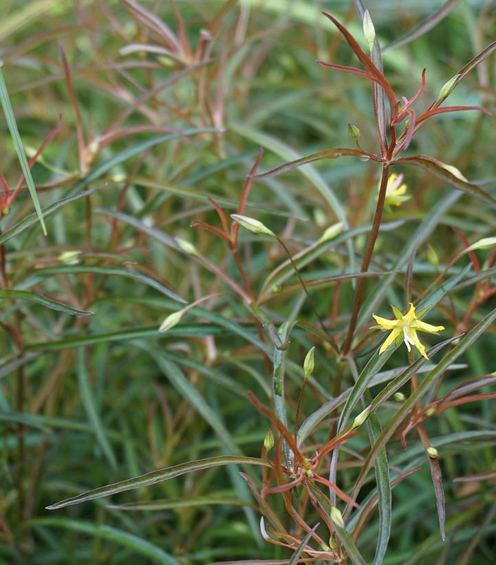 Lysimachia lanceolata Burgundy Mist