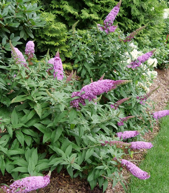 Buddleia x Pugster Pinker®