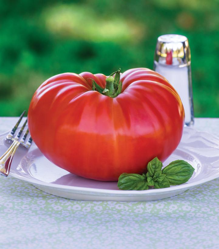 Tomato `Steakhouse` (Slicer)
