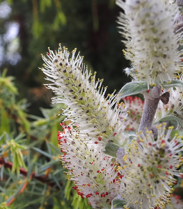 Salix candida 