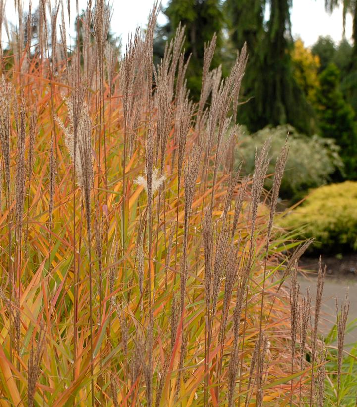 Miscanthus sinensis Purpurescens