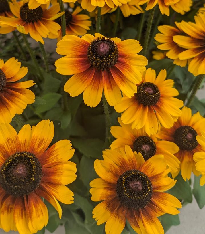 Rudbeckia hirta SmileyZ™ Kissing