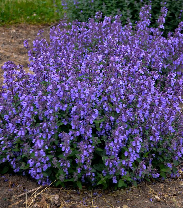 Nepeta 'Picture Purrfect'