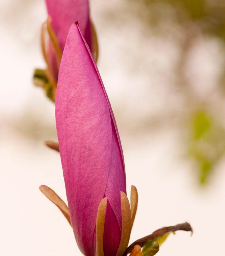 Magnolia liliflora 'Ann'
