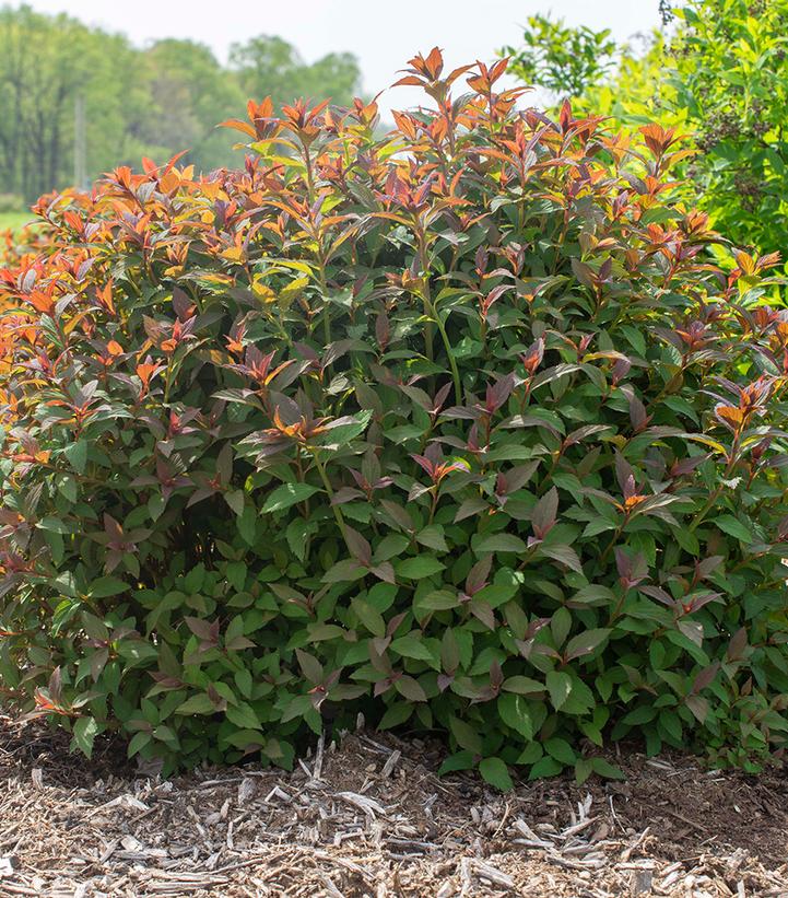 Spiraea Empire® Ice Dragon™