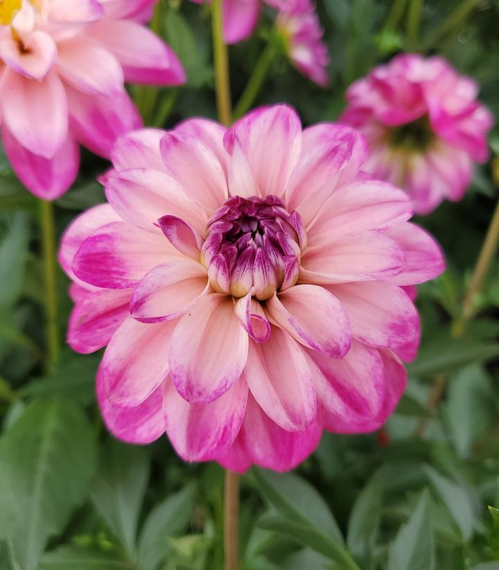 Dahlia Dalaya® Pink White