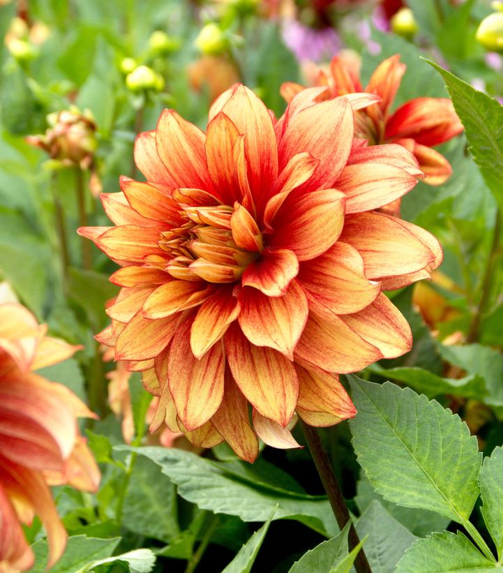 Dahlia 'Dazzling Magic'