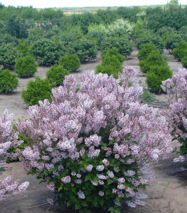 Syringa patula Dream Cloud™