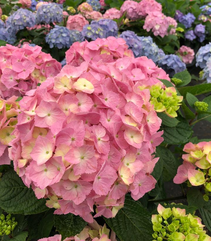 Hydrangea mac. Let's Dance Sky View®