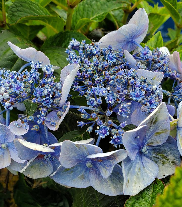 Hydrangea mac. Endless Summer® Pop Star®