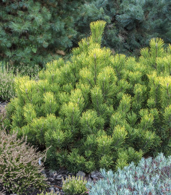 Pinus mugo 'Enci'