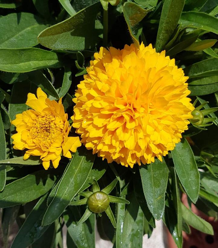 Coreopsis Solanna™ Golden Sphere