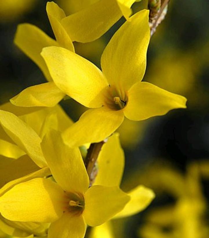 Forsythia x intermedia Magical® Gold