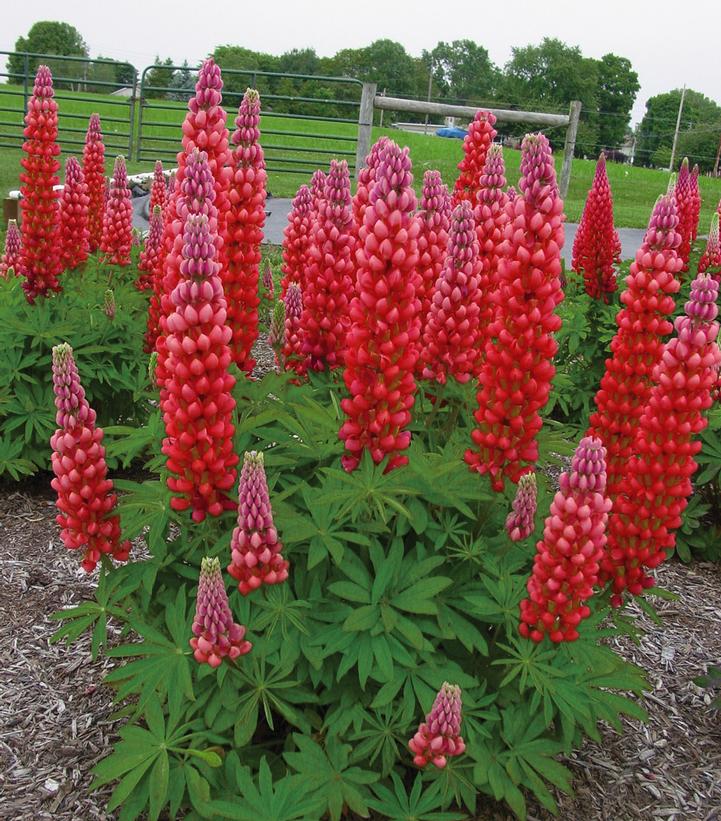 Lupinus polyphyllus Westcountry™ 'Red Rum'