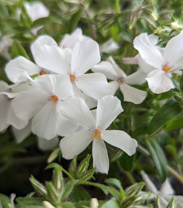 Phlox x Woodlander White