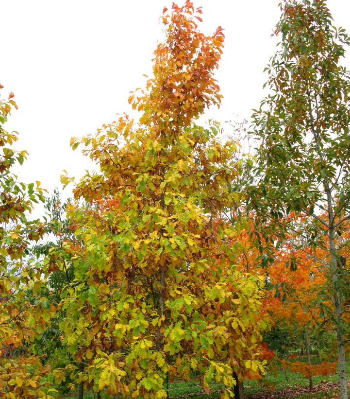 Quercus bicolor American Dream®