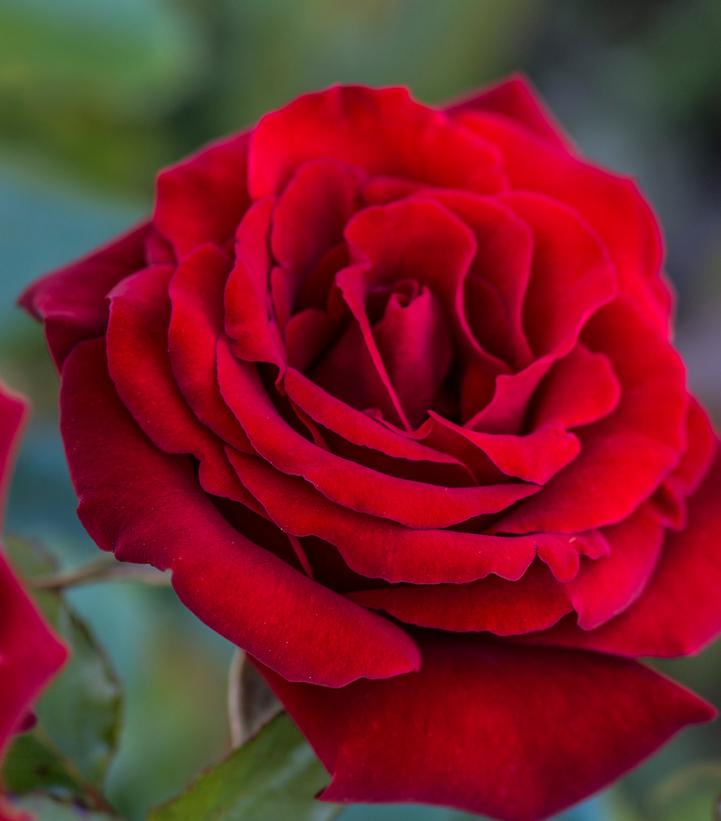 Rosa Crimson Bouquet™