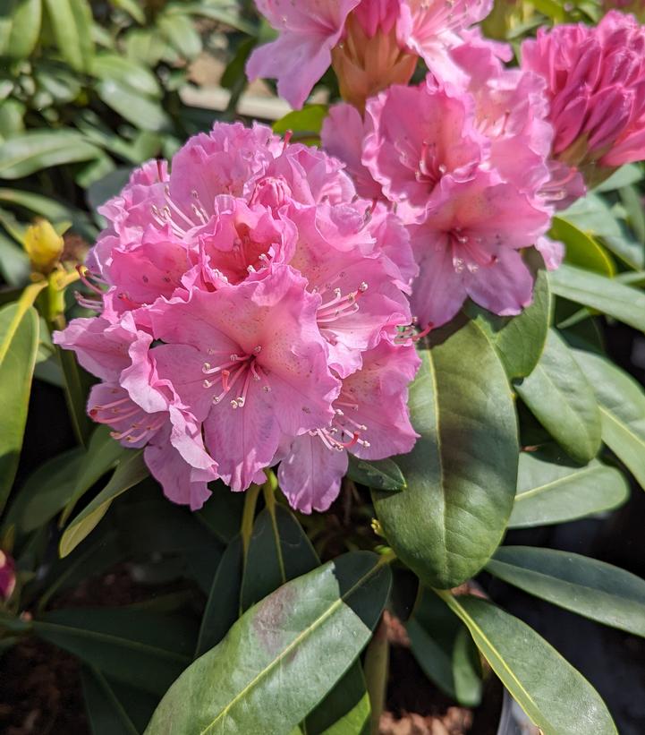 Rhododendron Holden's™ Fuchsia