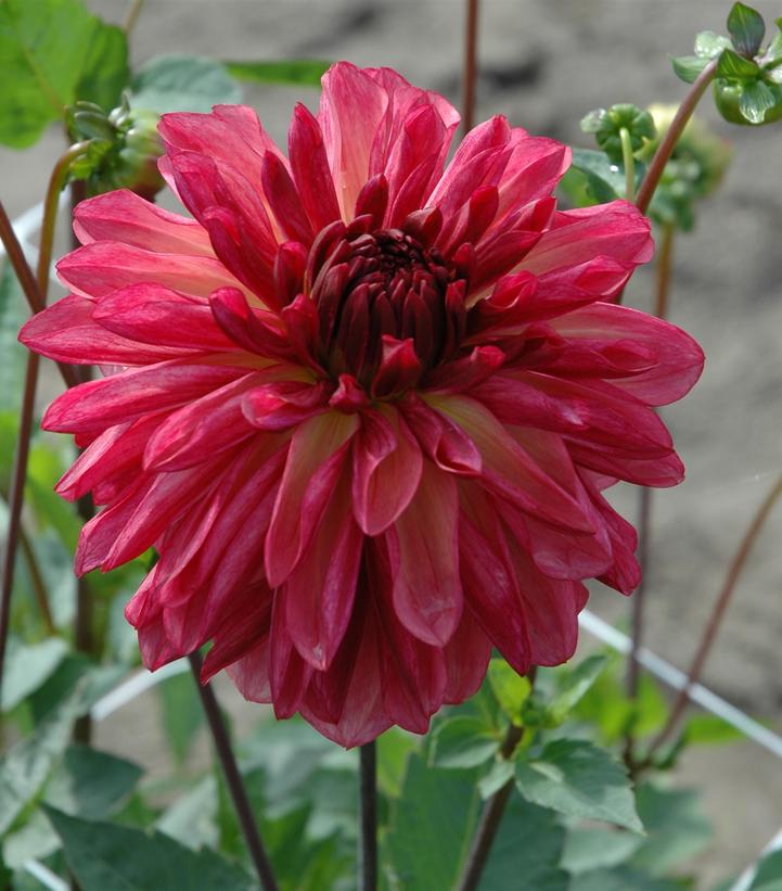 Dahlia 'Bacardi'