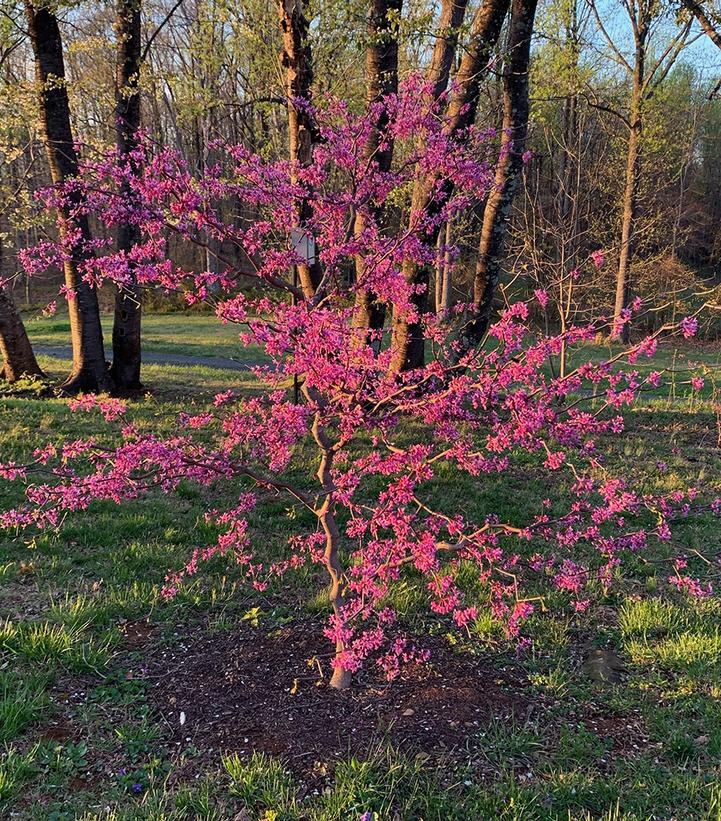 Cercis canadensis Zig Zag®