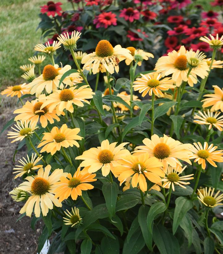 Echinacea hybrid Color Coded® 'One in a Melon'