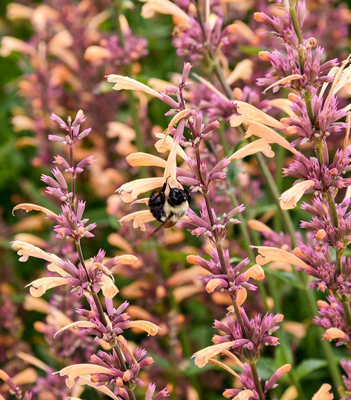Agastache hybrid Meant to Bee™ 'Queen Nectarine'