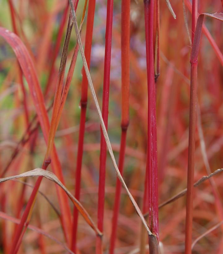 Andropogon gerardii 'Dancing Wind'