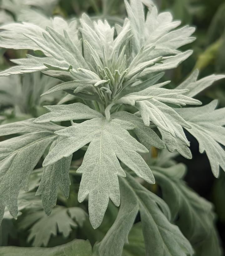 Artemisia 'Silver Lining'