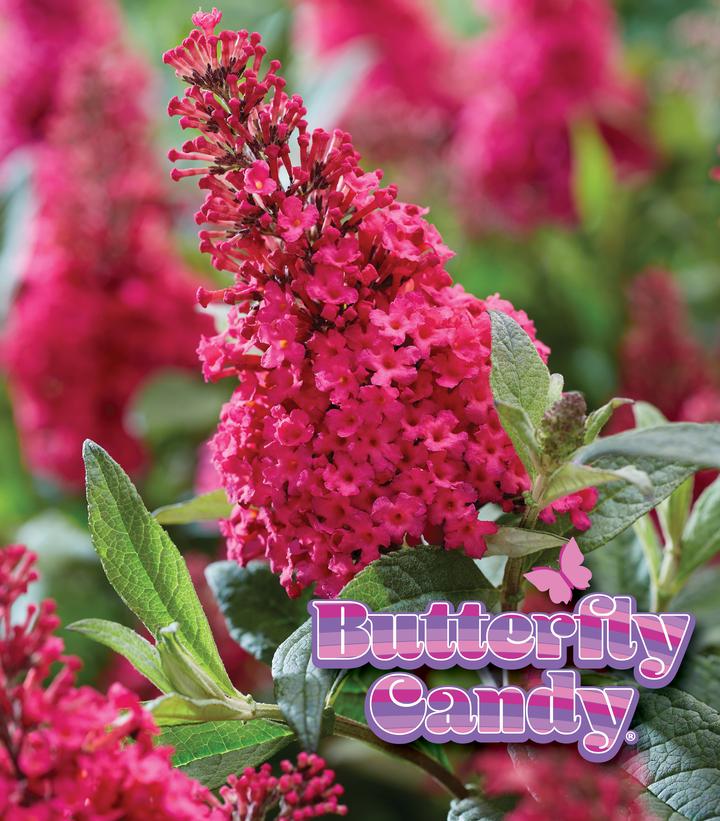 Buddleia davidii Butterfly Candy Li'l Raspberry