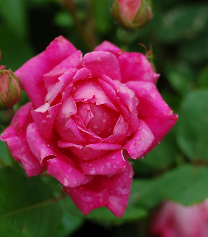 Rosa Knock Out® Double Pink Knock Out®