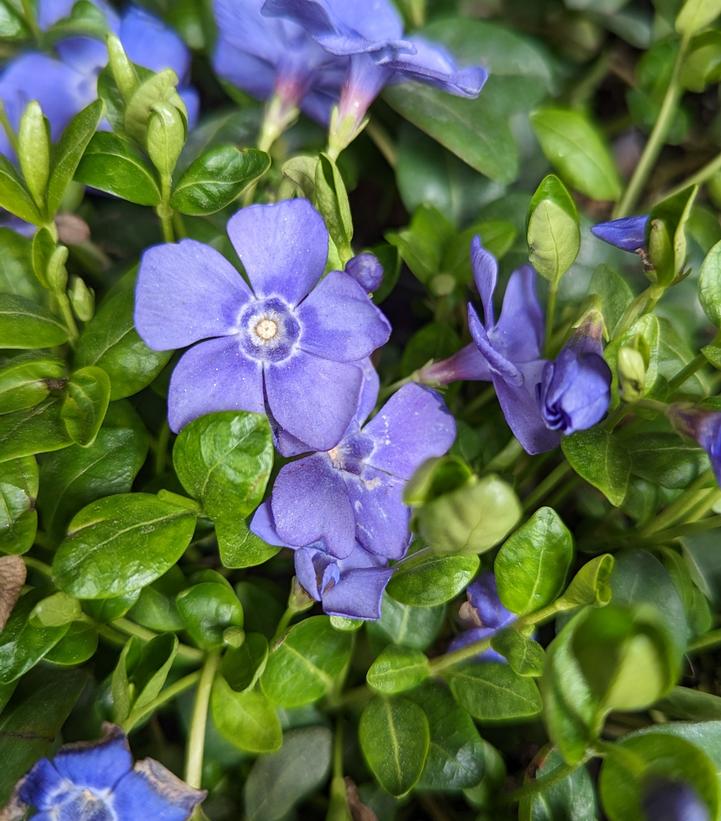 Vinca minor Bowles