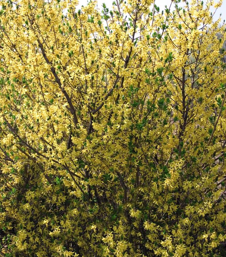 Forsythia x 'Meadowlark'