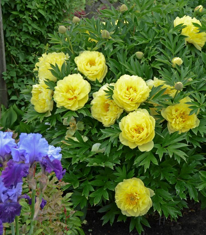 Paeonia 'Bartzella'