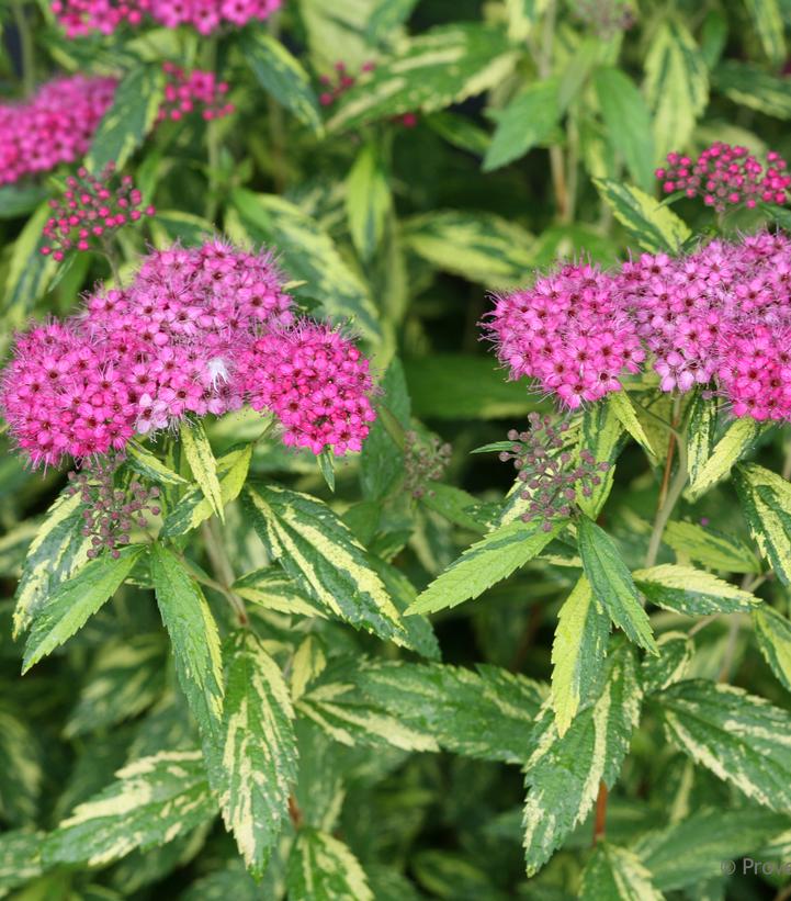 Spiraea jap. Double Play® Double Play® Painted Lady™