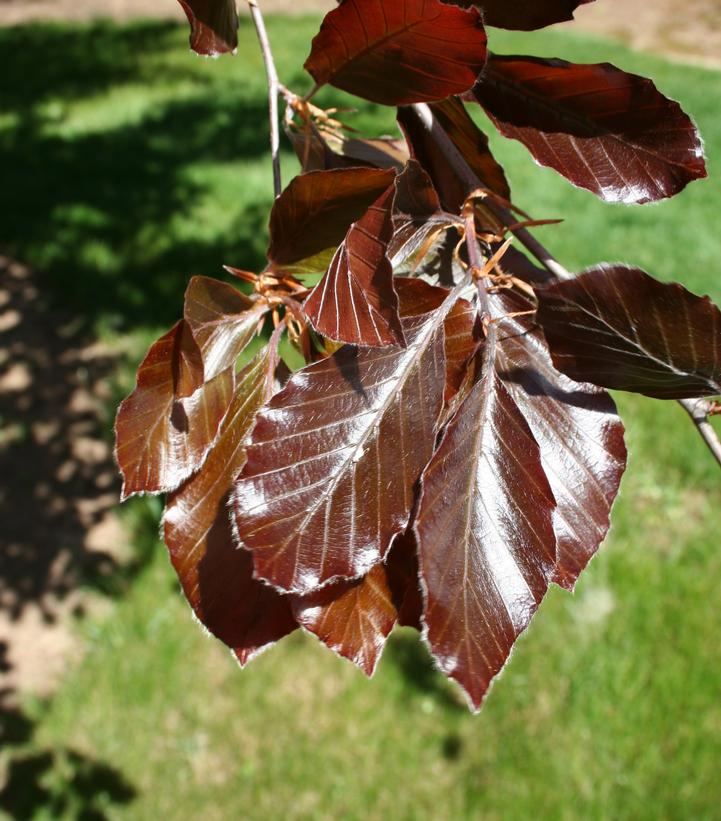 Betula nigra 