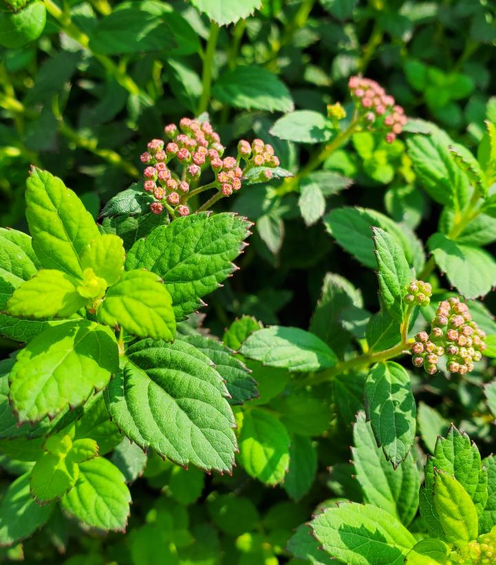 Spiraea Poprocks® Petite