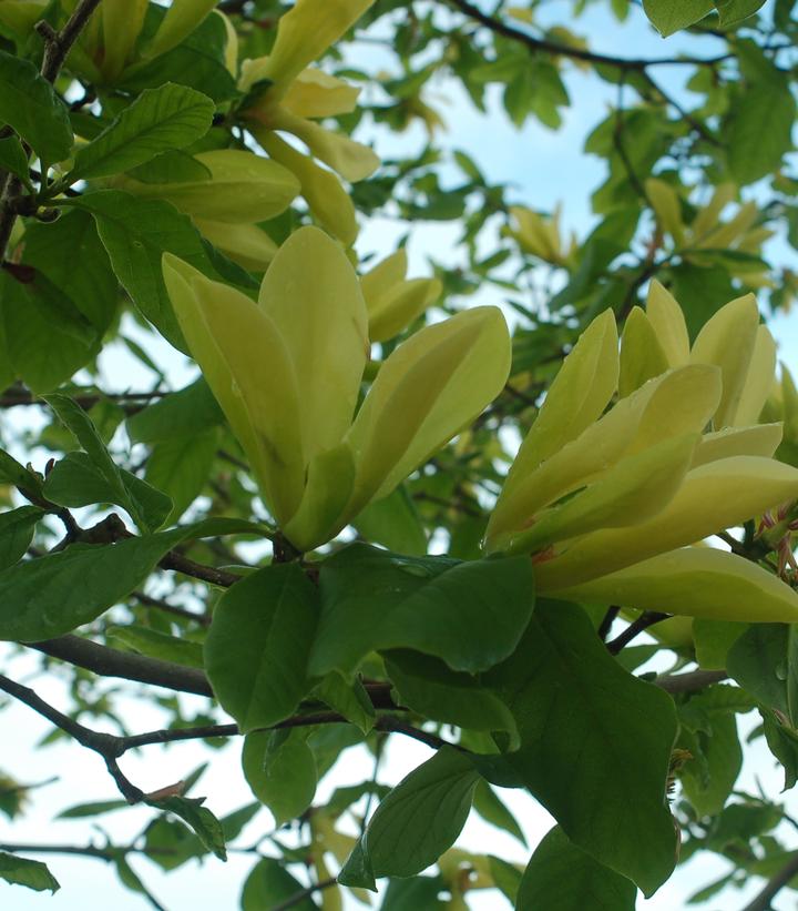 Magnolia X Butterflies