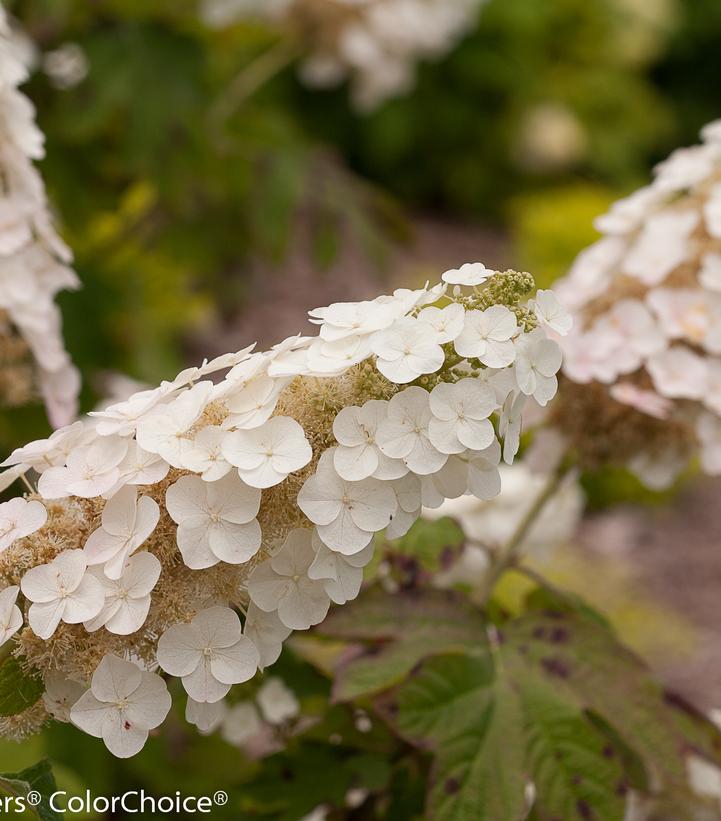 Hydrangea quercifolia Gatsby Gal®