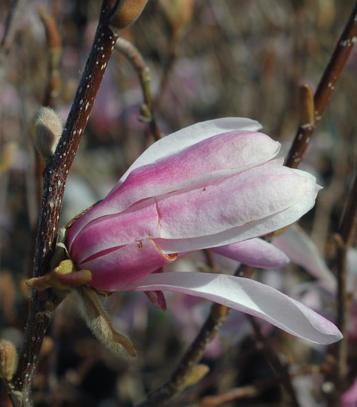 Magnolia X loeb. Leonard Messel