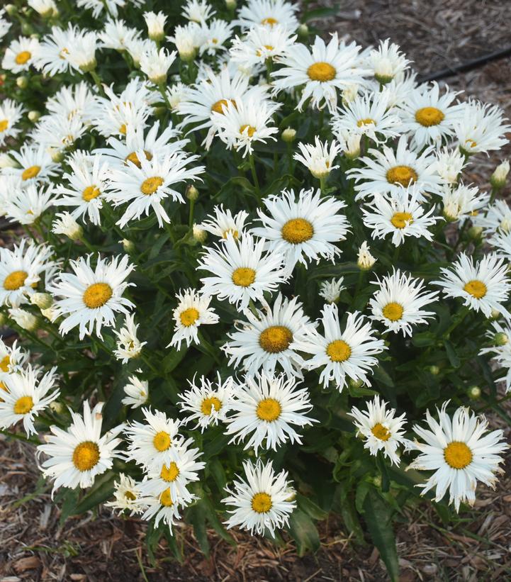 Leucanthemum Amazing Daisies® 'Spun Silk'