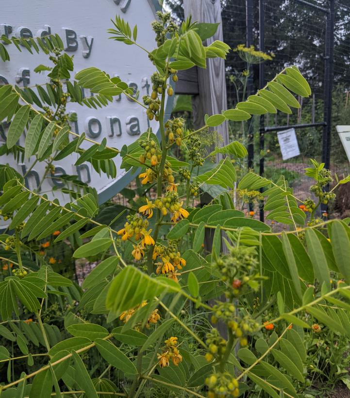 Senna hebecarpa 