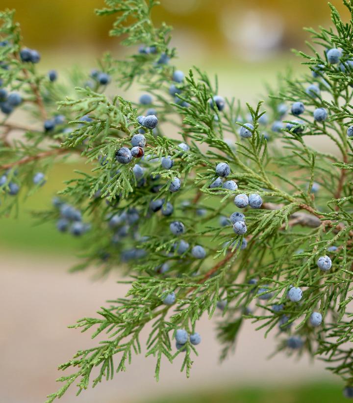 Juniperus chinensis Gin Fizz®
