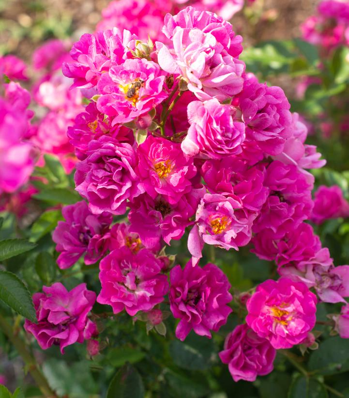 Rosa Pretty Polly® Pink