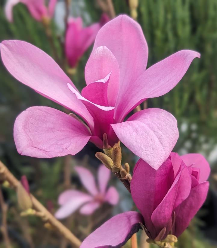 Magnolia liliflora 'Ann'